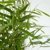 Fargesia rdzawa - 6 szt - Fargesia rufa - Wysokość 25-40cm Podgląd zdjęcia produktu 3