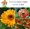 Ringelblumen Samen (Calendula Officinalis) - Vielseitige Produktbild-Vorschau 2