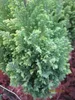 Chamaecyparis lawsoniana Ellwoods Gold - Gelbe Produktbild-Vorschau 2