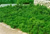 A low-growing evergreen shrub in a garden setting. Produktbild-Vorschau