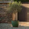 Olivenbaum - Olea europaea - Höhe 80-90cm - ⌀19cm Produktbild-Vorschau 6