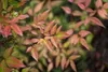 Nandina domestica, Himmelsbambus, 60–80 cm, immergrün Produktbild-Vorschau 3