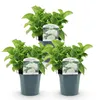 GreenboutiQ - Hortensie - Hydrangea macrophylla Blau - Produktbild-Vorschau 3