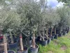 Olivenbaum XL ca. 20 Jahre Alt Winterhart bis –15 °C  Höhe Produktbild-Vorschau 7