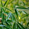 A close-up view of green bamboo leaves with a blurred green background. Podgląd zdjęcia produktu