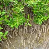 Mangrove grise (Avicennia marina)  - 1 graine germée Voir les images du produit 1