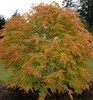 Fächerahorn ´KATSURA´ 90-110 cm, Cont. 3 l Produktbild-Vorschau 4
