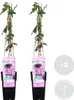 Bloomique - 2er-Set - Passiflora Purple Haze - Produktbild-Vorschau 2