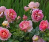 Dehner Edelrose Dornburger Schlossrose, Züchter Tantau, Produktbild-Vorschau 1