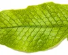 Krokodilfarn – Microsorum musifolium crocodyllus – Produktbild-Vorschau 2