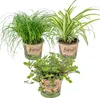 3x Mieszanka przyjazna zwierzętom - Cyperus - Chlorophytum Podgląd zdjęcia produktu 1