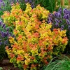 GreenboutiQ - Gartenpflanze - Leucothoe Curly Gold - Gelb - Produktbild-Vorschau 4