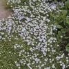 Bodendecker - Blauer Bubikopf - Isotoma fluviatilis - 9cm Produktbild-Vorschau 5