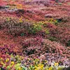 Sedum- & Gründach-Dünger - 20 kg für 400 m2 - Organifer Produktbild-Vorschau 12