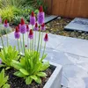 6x Primula vialii Staude rotviolett, winterhart, 20 cm Produktbild-Vorschau 1