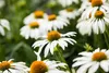 Stauden Gänge 3 x Echinacea purpurea 'PowWow White' - Produktbild-Vorschau 6