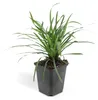 Půdopokryvná rostlina – liliovec – Liriope muscari 'Big Náhled obrázku produktu 7
