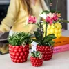 Kolibri Company | Pflanzenset Rote Phalaenopsis-Orchidee Produktbild-Vorschau 2