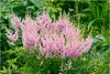 Stauden Gänge 1 x Astilbe arendsii 'Astary Rose' - Produktbild-Vorschau 1