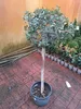 Pistacia lentiscus Pędy 130-140 cm - Krzew mastyksowy - Podgląd zdjęcia produktu 2