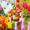 Winterharde, meerjarige tulpbollen - Bloemmix voor het Productafbeelding-voorbeeld 1
