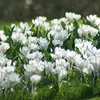 Krokus Jeanne d'Arc, witte bloembollen, 50 stuks. Productafbeelding-voorbeeld 12