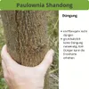 2 x Paulownia Blauglockenbaum Shandong im 8-10 cm Topf Produktbild-Vorschau 5