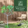 Meine Orangerie - Winterharter Feigenbaum - Echte Feige - Produktbild-Vorschau 5