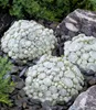 BALDUR Garten 2er Sempervivum Arctic White® & Coral Red®, Produktbild-Vorschau 4