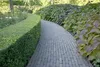 Stauden Gänge 100 x Ilex maximowicziana var. 'Kanehirae' - Produktbild-Vorschau 6