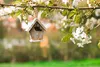 A birdhouse hangs from a tree branch with white blossoms. Produktbild-Vorschau