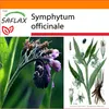 SAFLAX Garden in the bag - kostihoj - Symphytum officinale Náhľad obrázku produktu 10