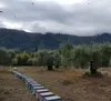 Griechischer Honig - Eichenhonig 920 g - Melissotis Produktbild-Vorschau 9