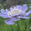 6 x veľká škabiola  - Scabiosa caucasica 'Perfecta'  | Náhľad obrázku produktu 1