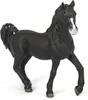 Animal de compagnie - Étalon arabe Voir les images du produit 1