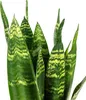 Bogenhanf - pflegeleichte Zimmerpflanze, Sansevieria Produktbild-Vorschau 5