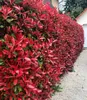BALDUR Garten 20x Immergrüne Photinia-Hecke 'Red Robin', Produktbild-Vorschau 1
