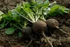SAFLAX - Bio - Czarna Rzodkiew - 100 Nasiona - Raphanus Podgląd zdjęcia produktu 6