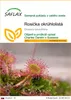 SAFLAX - Rosička okrúhlolistá - Drosera rotundifolia - 50 Náhľad obrázku produktu 1
