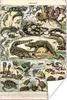MuchoWow® Poster Tiere - Natur - Reptilien 40x60 cm - Produktbild-Vorschau 1