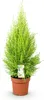 Green boutiQ - Zimmerpflanzen - Cupressus Gold Crest Wilma Produktbild-Vorschau 2