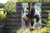 MuchoWow® Produktbild-Vorschau 5