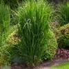 6 Pflanzen Ruten-Hirse 'Northwind', Panicum virgatum, P9 Produktbild-Vorschau 2
