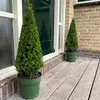Plants by Frank | Echte Stechpalme Pyramide | Ilex Crenata Produktbild-Vorschau 2