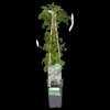 Hortensie Petiolaris - ↨65Cm - Ø15 Produktbild-Vorschau 2