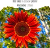 Farbenfrohe Sonnenblumen Samen mit hoher Keimrate - Produktbild-Vorschau 2