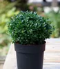 BALDUR Garten 1x immergrün Luxus® Globe der Buchs-Ersatz, Produktbild-Vorschau 4