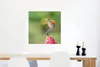 MuchoWow® Poster Der rotäugige Laubfrosch in Costa Rica Produktbild-Vorschau 5