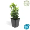 Couvre-sol - Fusain rampant - Euonymus japonicus 'Green Voir les images du produit 4