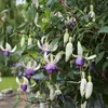 Bloomique - Zestaw 3 sztuk - Fuksja Delta Sarah - Roślina Podgląd zdjęcia produktu 3